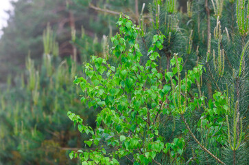 Young birch and pines in the forest in summer