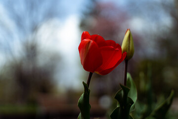 Tulip fields coming in spring