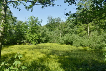 La végétation sauvage de l'étang des canards presque à sec au parc d'Enghien en Hainaut 