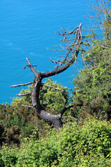 Fusto seccato di albero storto e forma astratta con sfondo mare