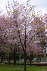 Naklejka premium New Year's arrival cherry blossoms