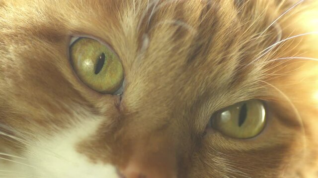 funny ginger cat face, close up