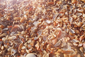sea shells background