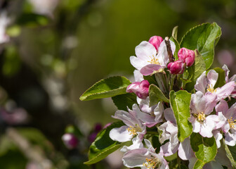 pink and white flowers