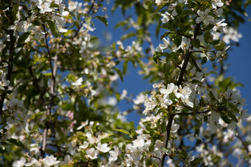 apple tree in spring