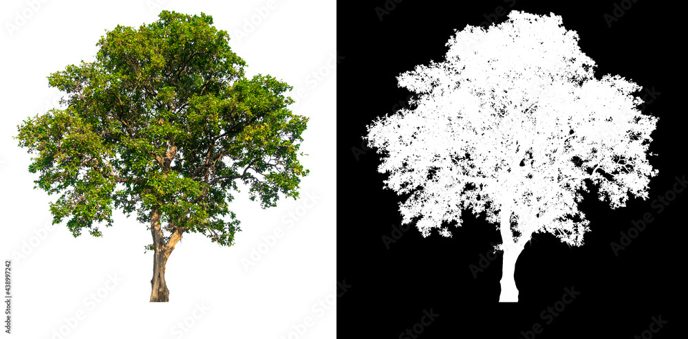 Poster green tree isolated on white background with post cut out original background and white background r
