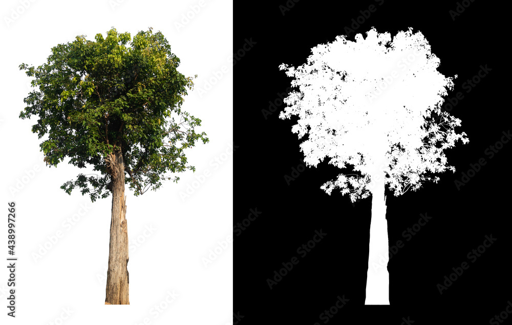 Poster green tree isolated on white background with post cut out original background and white background r