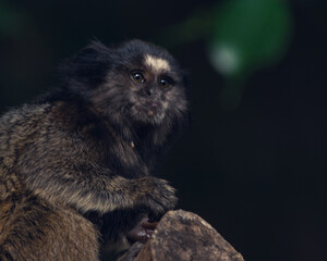 monkey looking