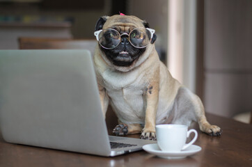 Dog working with a cup of coffee
