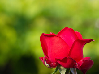 Beautiful red rose in the garden on a sunny day on a green blurred background. Perfect for the background of birthday, Valentine's Day and Mother's Day greeting cards