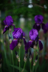 Rich purple iris flowers growing in a spring garden