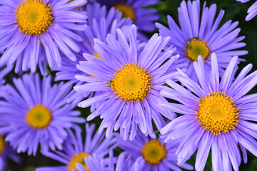daisies in a garden