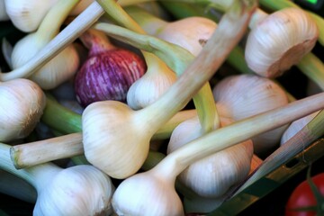 frische Knoblauchknollen