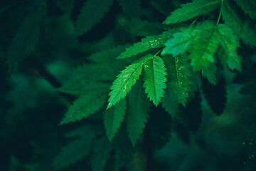 close up of marijuana leaf