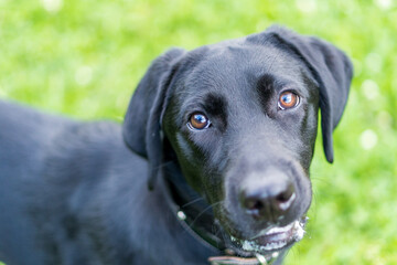 ブラックラブラドールレトリバー 
