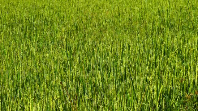 Rice paddy with ripening rice on Panay island in Philippines	
