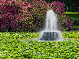 Naklejka premium Fountain in the lake covered with lily pads in the Beacon Hill park, Victoria BC