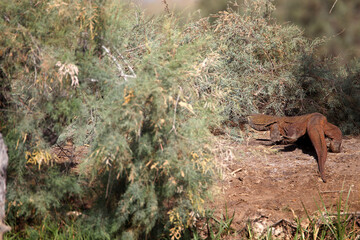 Varan (varanus) dans le parc national du djoudj à Saint-louis du Sénégal