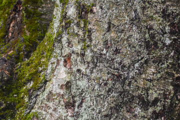 moss on stone