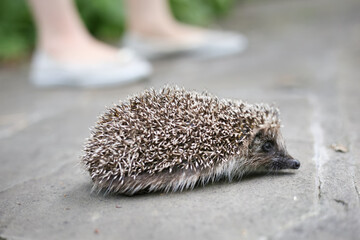Close-up hedgehog on the road