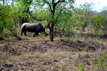 Naklejka premium Rhinoceros in the savanna