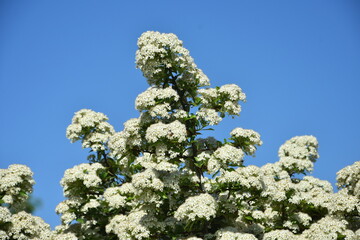 ognik szkarłatny, kwiat