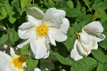 biała róża kwiat