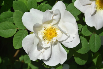 biała róża, kwiat