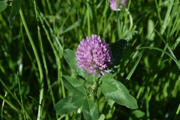 koniczyna czerwona, kwiat