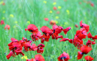 Photo background beautiful red poppies in the field