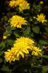 Yellow sweet bell pepper in dark scene