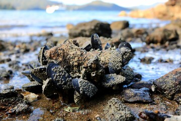 海辺に転がる岩に張り付くムール貝【ニュージーランド】