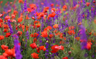 Photo background beautiful red poppies in the field