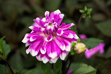 White purple Dahlia dinnerplate flower