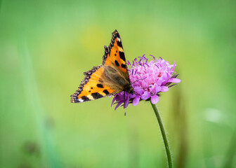 butterfly on flower