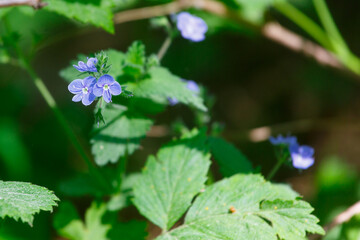 Blue flowers in the green grass in the summer forest