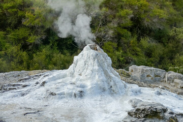 Lady Knox Geyser at Waiotapu