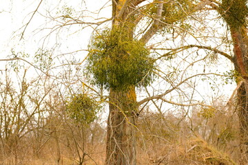 The mistletoe that parasitizes the tree in early spring