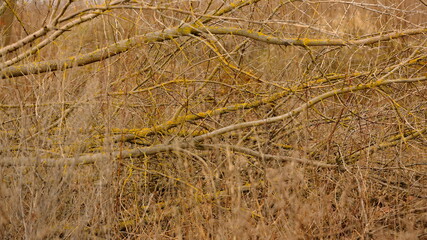 Old and fallen trees in the suburbs in early spring