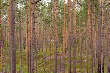 Pine tree forest. At the border of Russia and Finland