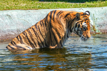 tiger in water