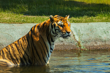 bengal tiger in water