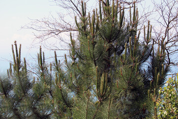 Fronde di conifera Pino Pinus Nigra e altri alberi con sfondo cielo