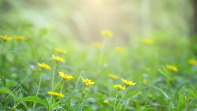 Professional Nature Video Scene of Flower garden  with prayers in the morning of the new day. On June 10, 2021.