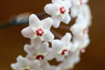 Home flower Hoya carnosa, shallow depth of field.
Close up of white and pink Hoya flowers or porcelain flower or wax plant. A plant with dark green waxy foliage and fragrant flowers. Hoya is fleshy.