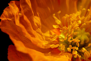 Beautiful flower blooming peony © aviavlad