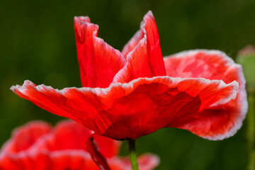 Obraz premium Red poppies bloom