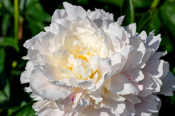 Beautiful flower blooming peony