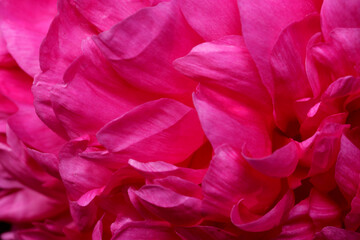 Naklejka premium Beautiful flower blooming peony