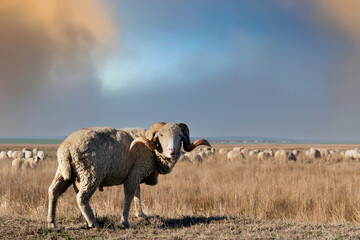 Aries grazing in a field with his flock